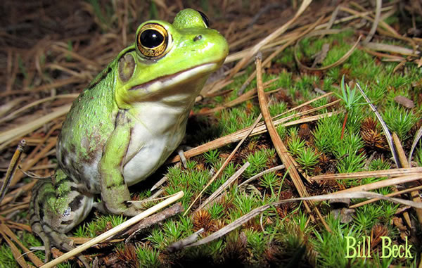 Meet the Frogs of the Pine Barrens