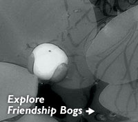 Explore Friendship Bogs